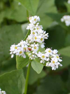 Buckwheat Grow Guide
