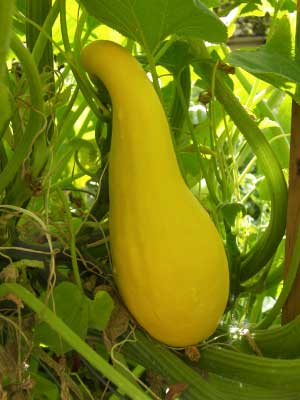 Squash Grow Guide