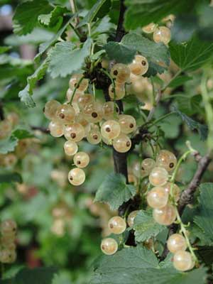 White Currant
