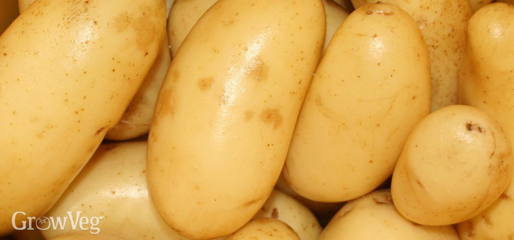 How To Successfully Grow Potatoes In Containers