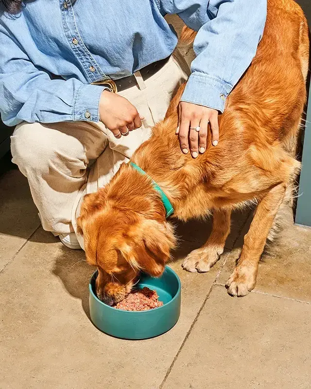 Three Intent Tiers That Route Every Raw Feeding Query to the Right Landing Page