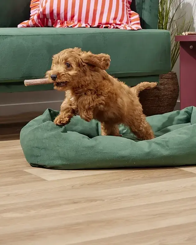 Meta and Pinterest Architected Around Pet Health Intent Signals