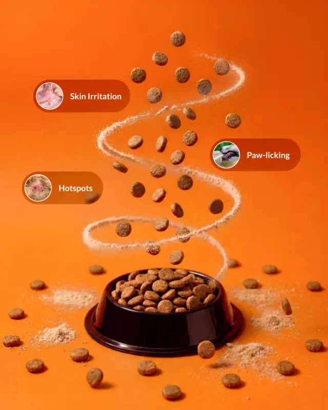 Long Tail Search Campaigns Targeting Condition Specific Pet Health Queries