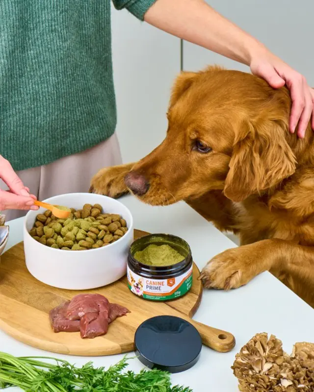 A Monthly Creative Pipeline Built Around Dr Lazaris and Real Pet Outcomes