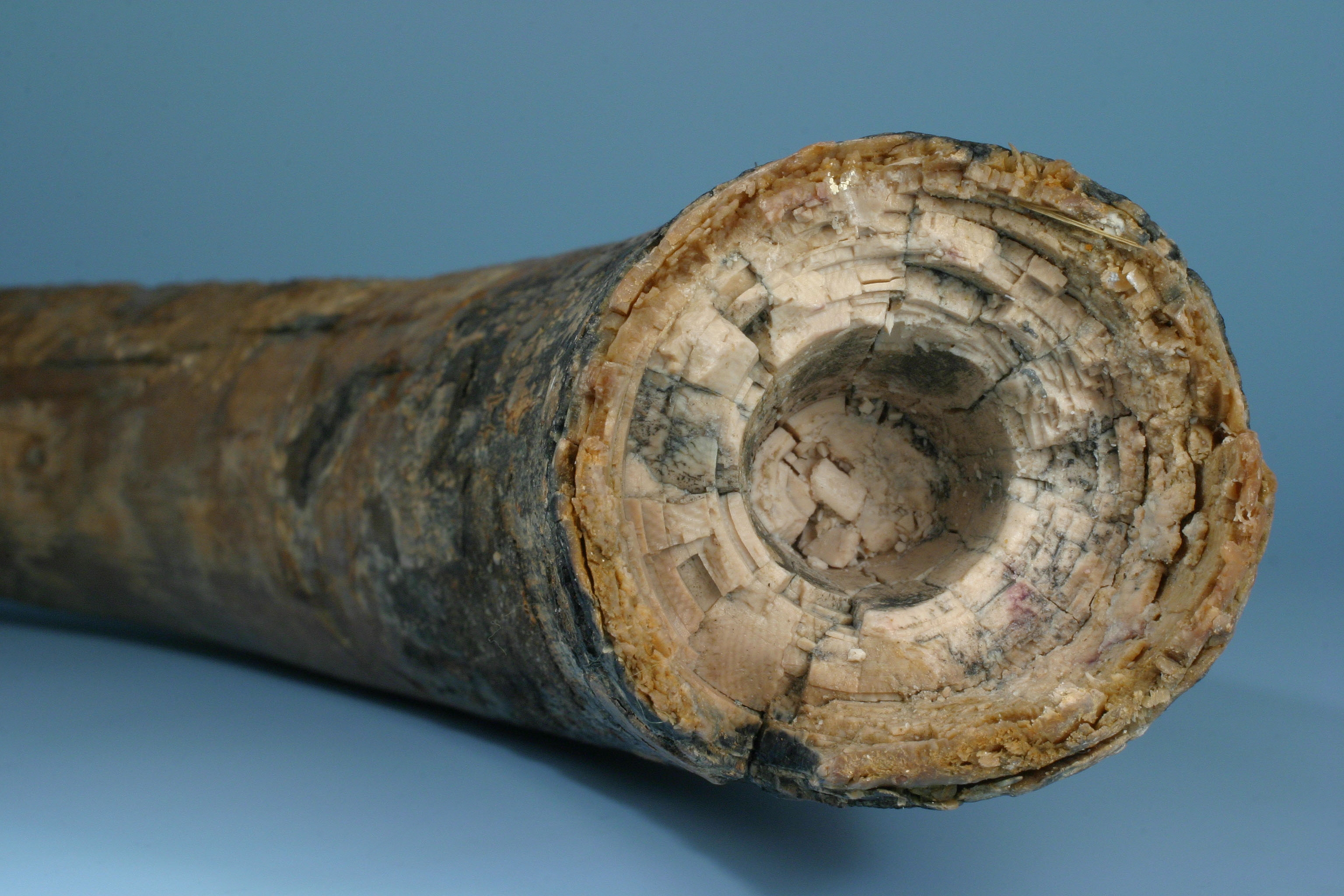 Tip of tusk of woolly mammoth showing cross-section with rings inside
