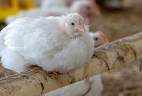 Slower-reared chickens