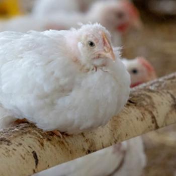 Slower-reared chickens