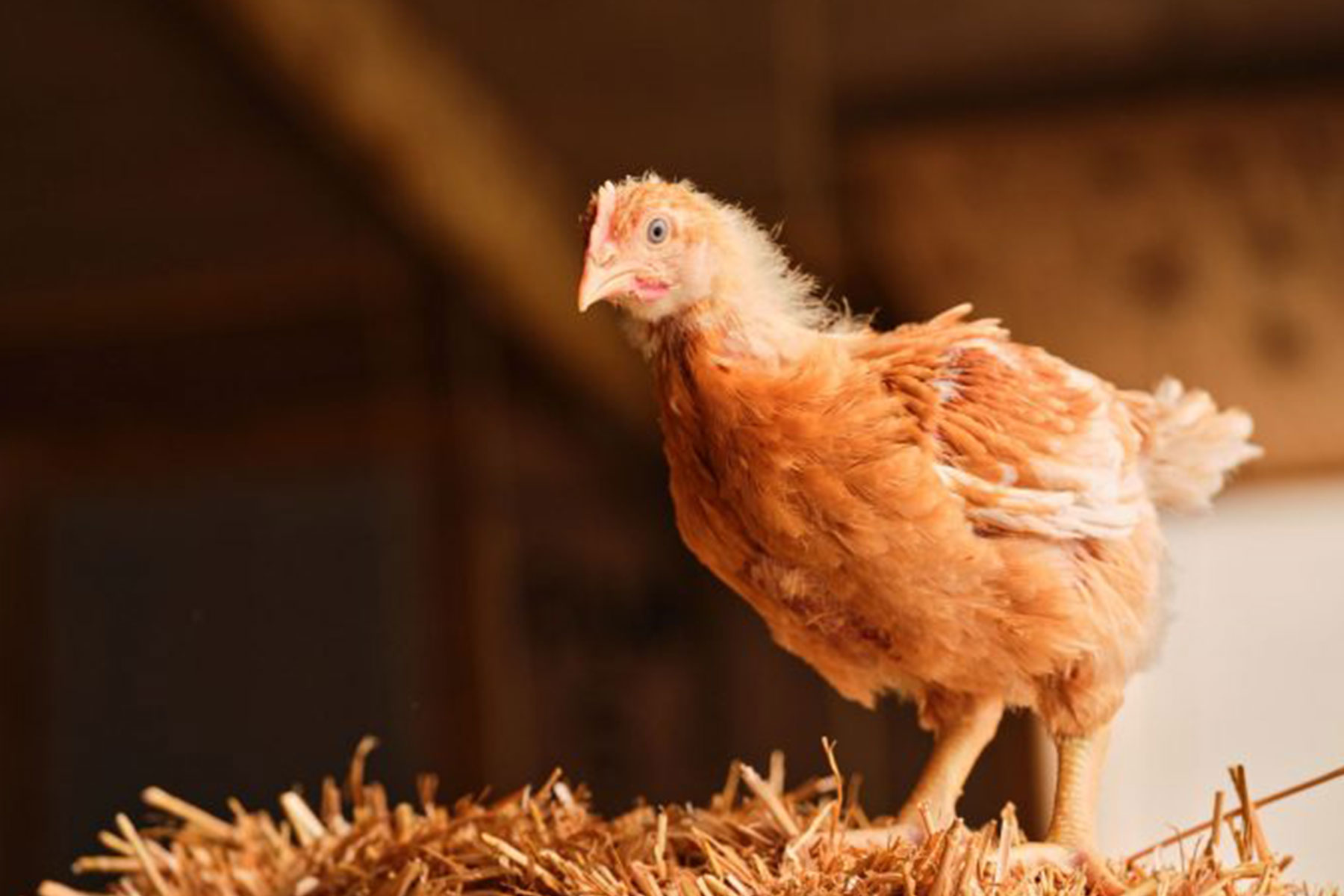 Colour photograph showing a young chicken standing on a hay bale