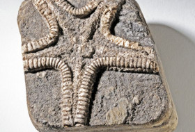 Starfish from the Time of Dinosaurs
