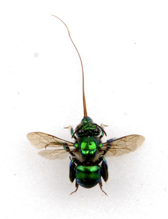 Bright  metallic green bee with long proboscus