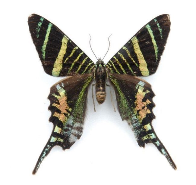 Large moth with banded wings in a zebra-like pattern of black, yellow , blue and pink tones.