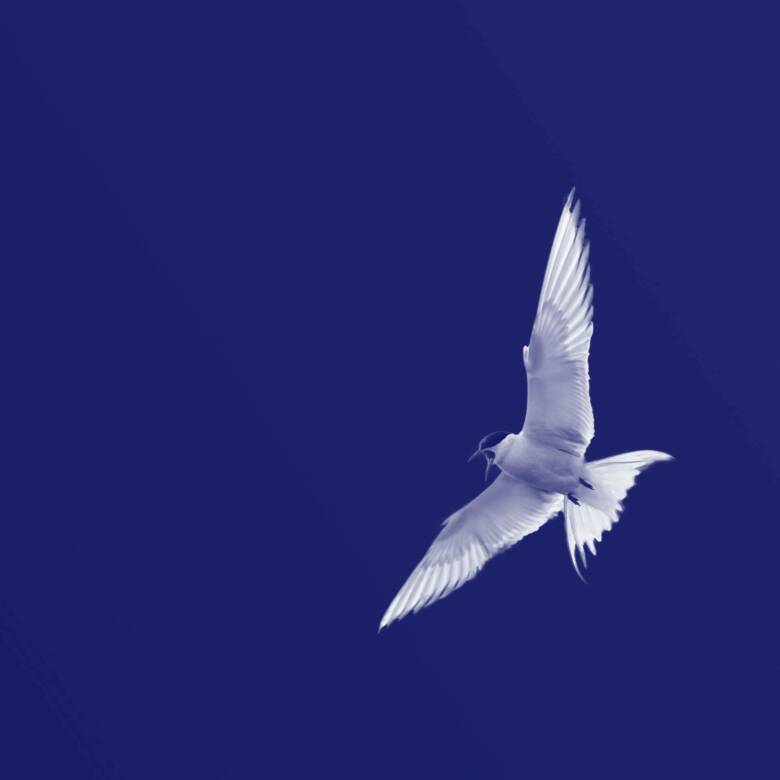 Seek the Light Packshot