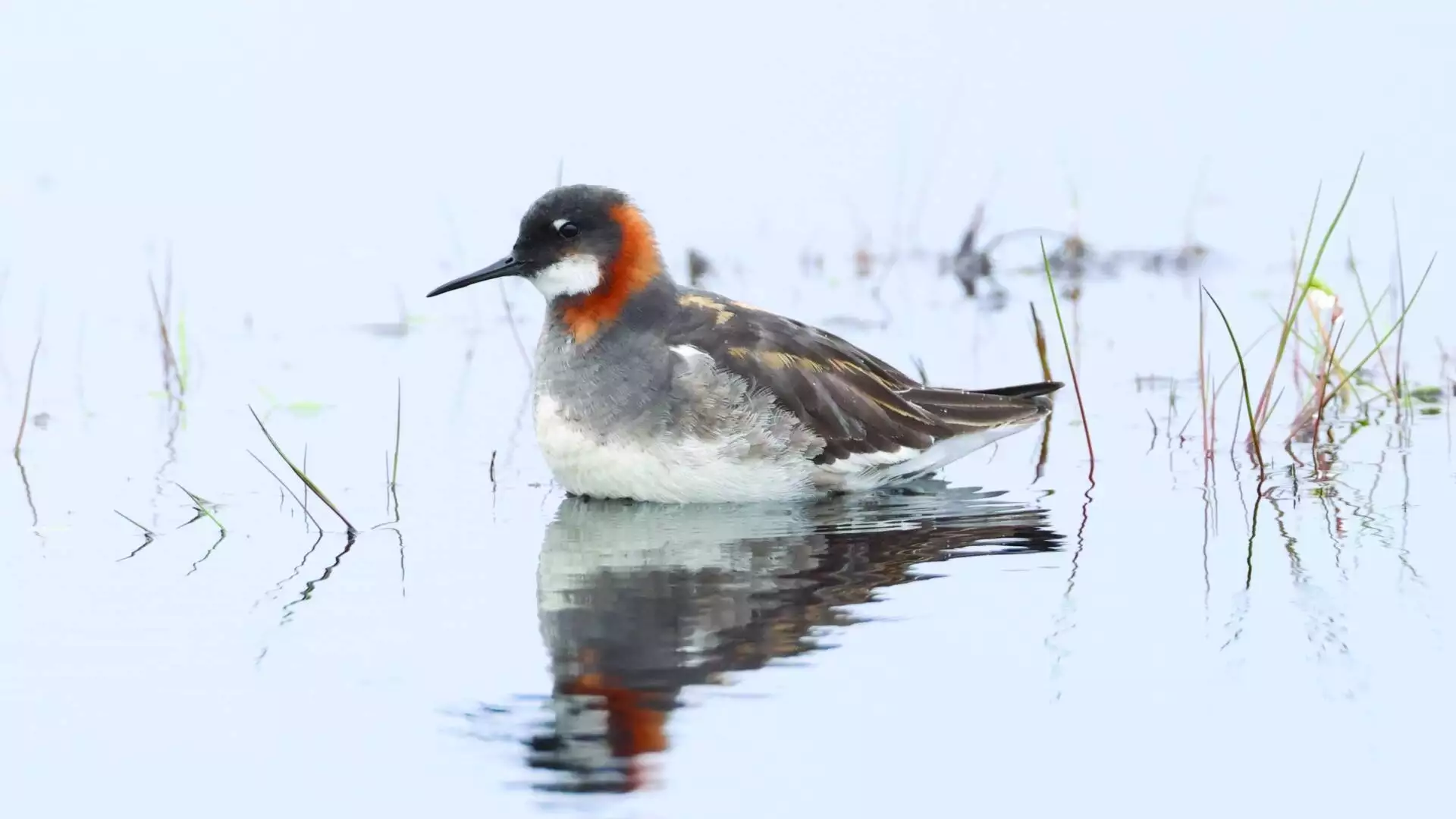 Phalarope 1 Will Miles