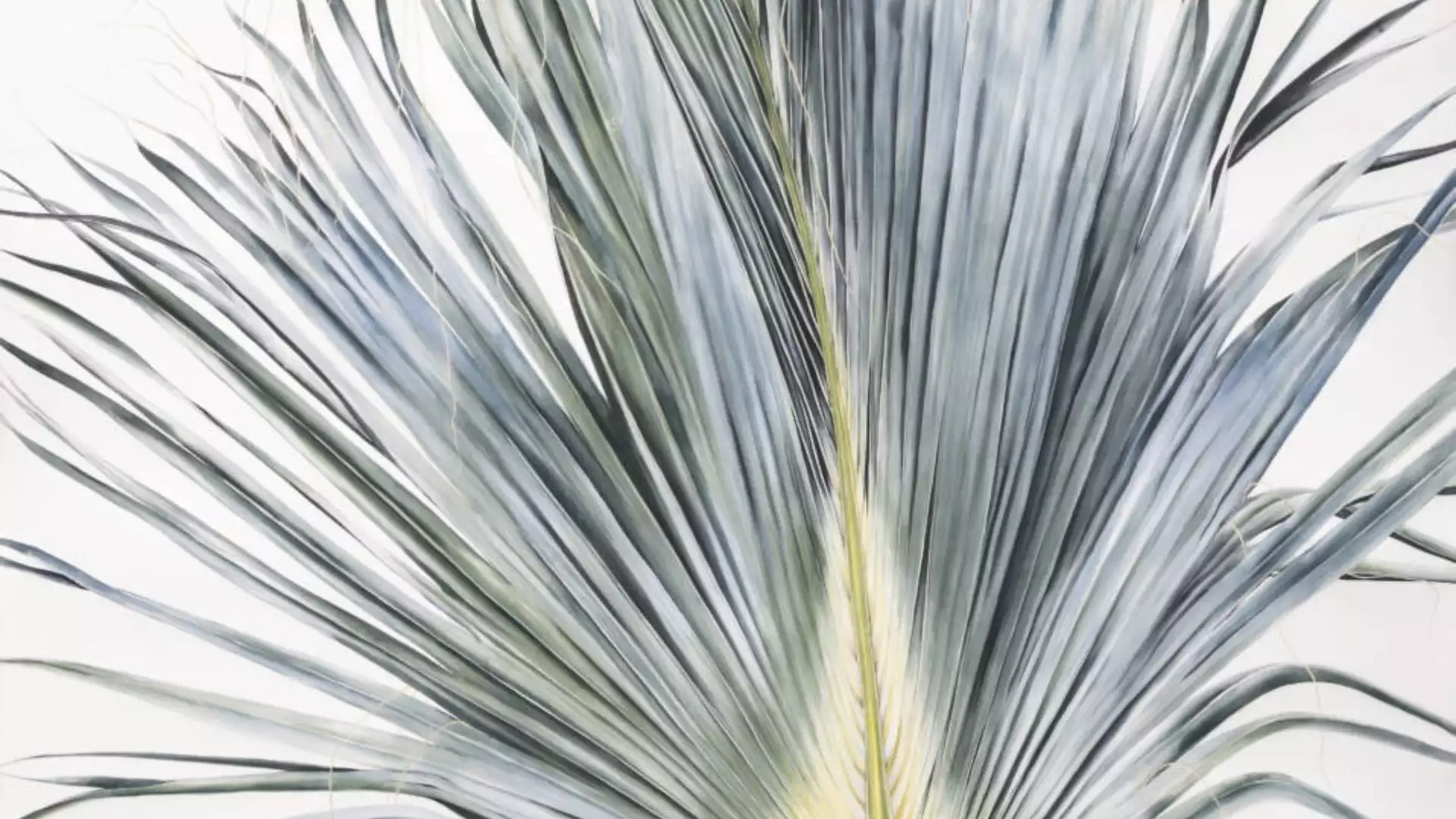 Sabal mexicana leaf