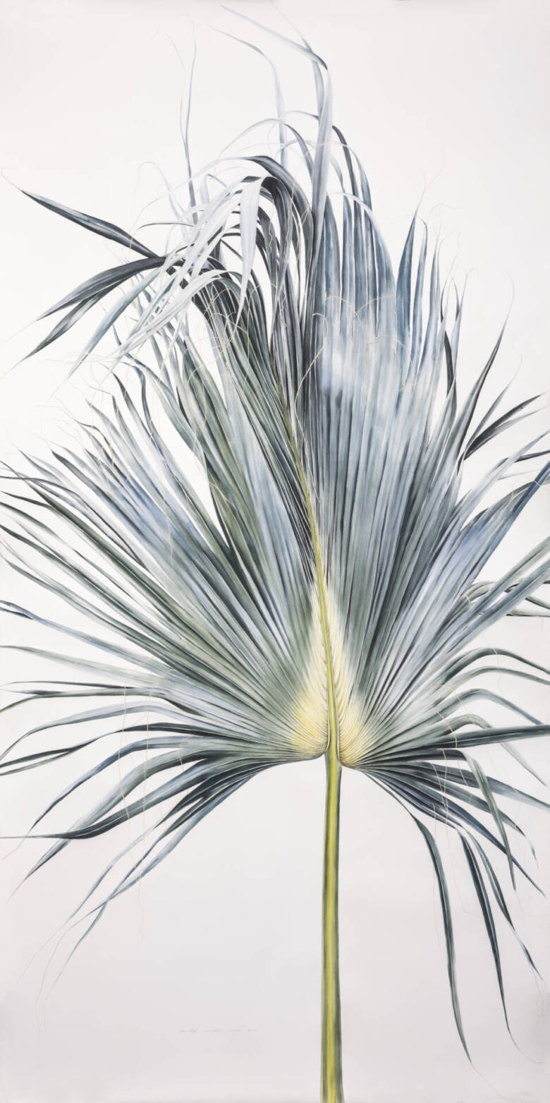 Sabal mexicana leaf