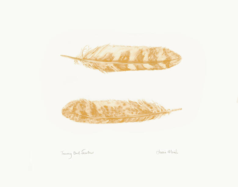 Tawny Owl Feathers