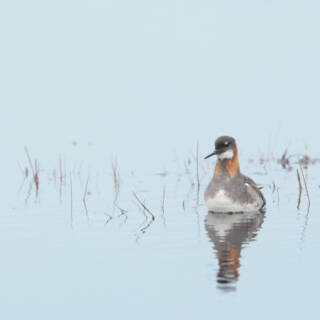 Peerie Deuk Pato Viajero PACKSHOT