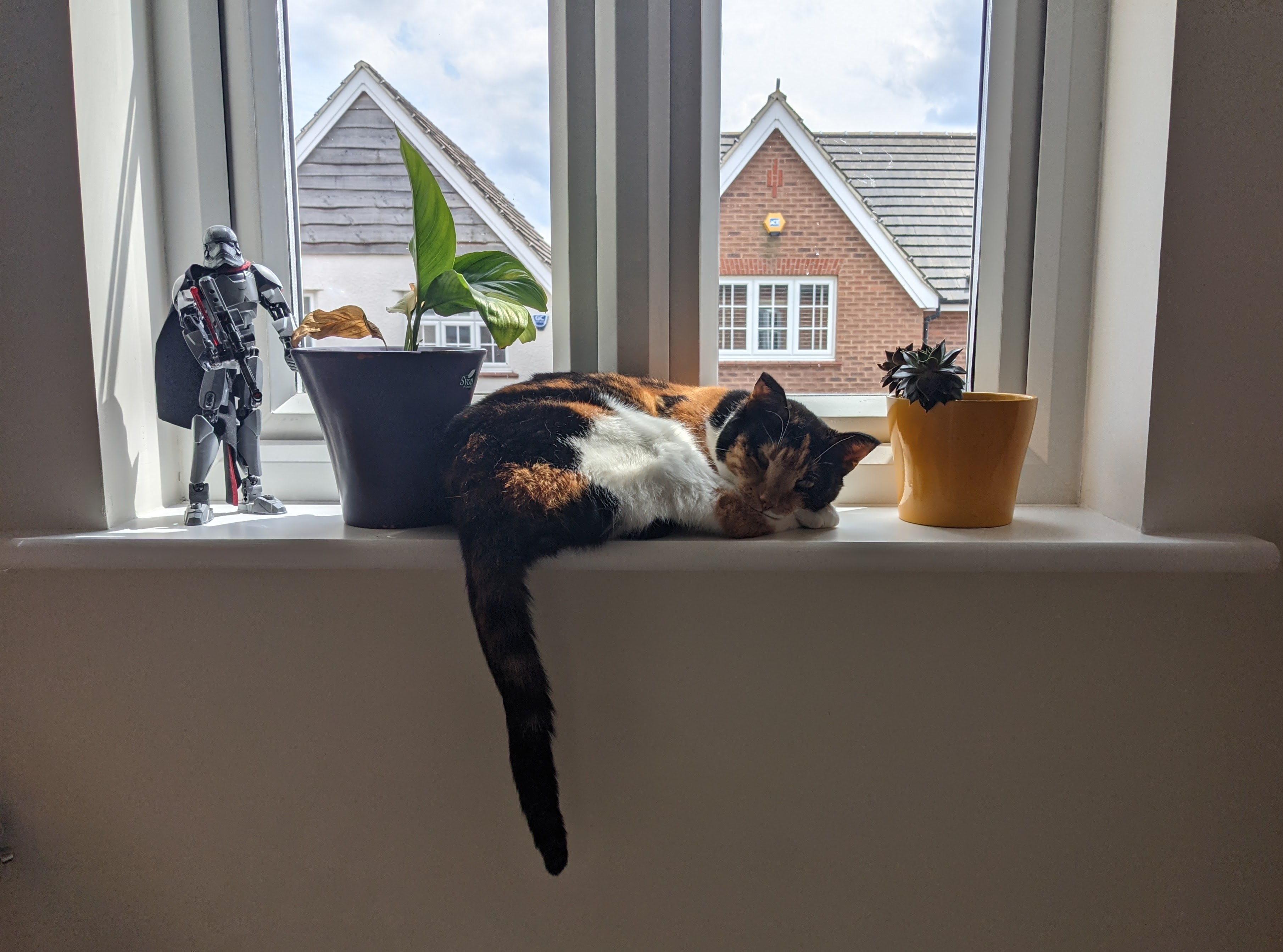 She is a cat. She's a cat. Boogie woogie woogie.