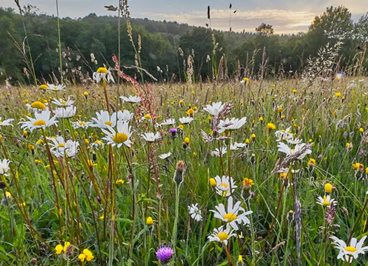 Web p9 IEMA input into new biodiversity and natural capital standards i Stock 1300080105