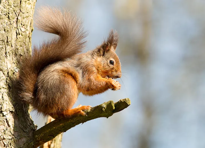 Web Red squirrel credit Mark Medcalf shutterstock 271942973