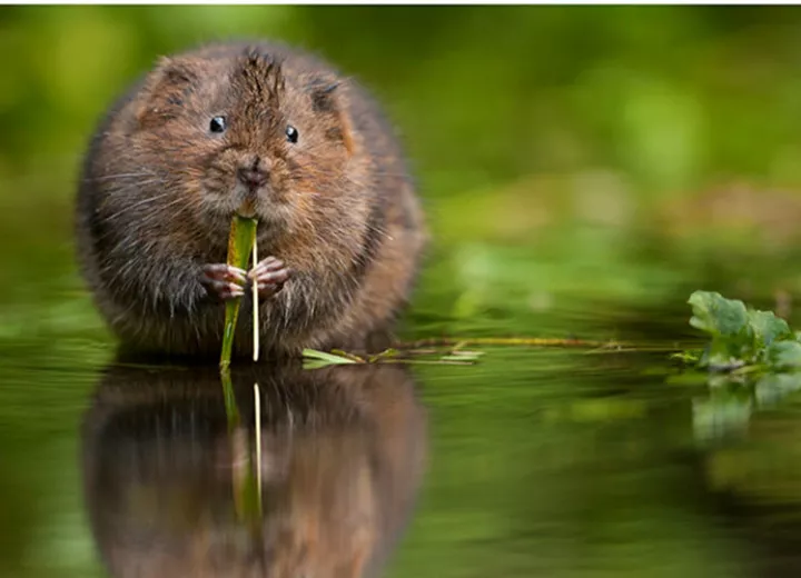 Water vole by philip braude