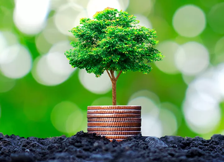 Web money tree shutterstock 1613930167