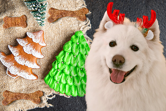 Easy 6 Ingredient Christmas Dog Treat Ideas