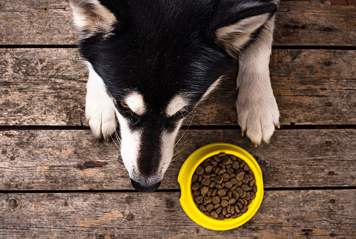 a dog next to a small dog bowl