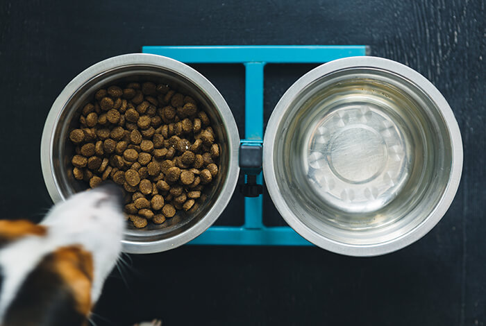 Stainless Steel Dog Bowls