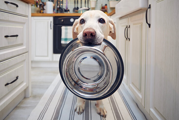 a dog carrying a dog bowl is his mouth