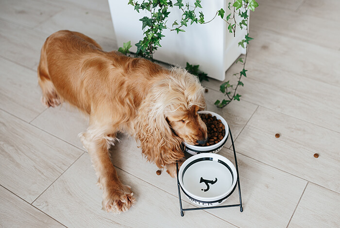 a dog eating from Ceramic Dog Bowls