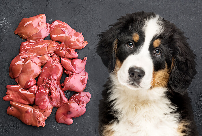 Can Dogs Eat Raw Lamb Chops Discover The Truth Now Vet Advises