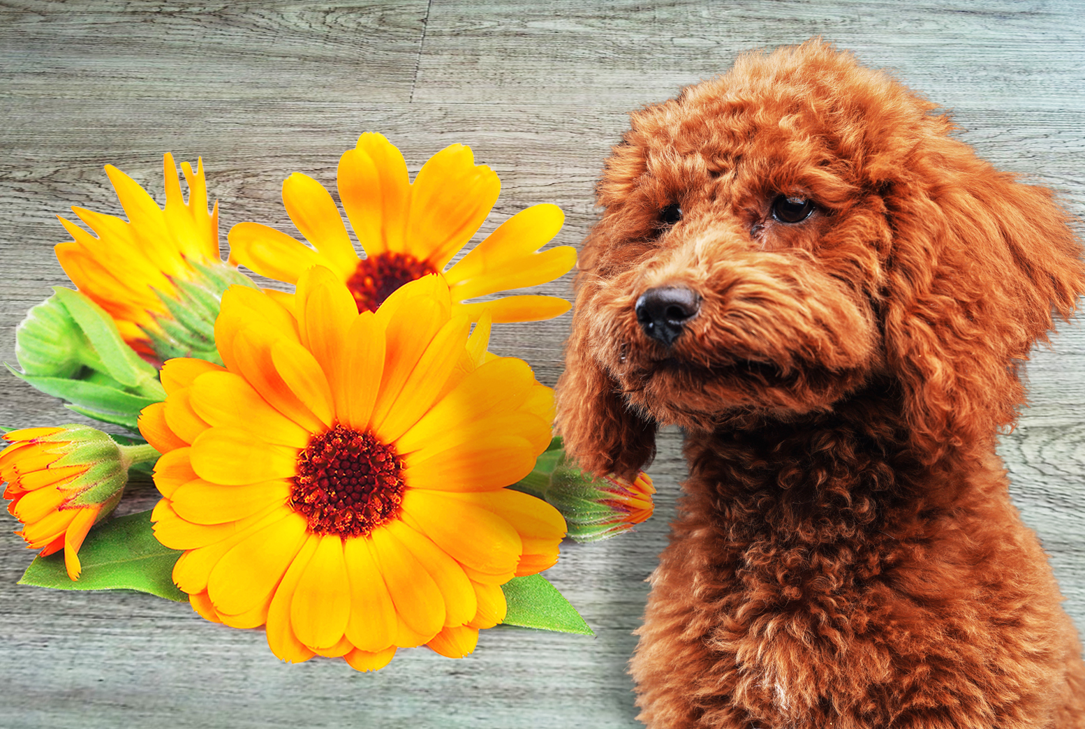 marigold extract powder manufacturer marigold extract powder manufacturer