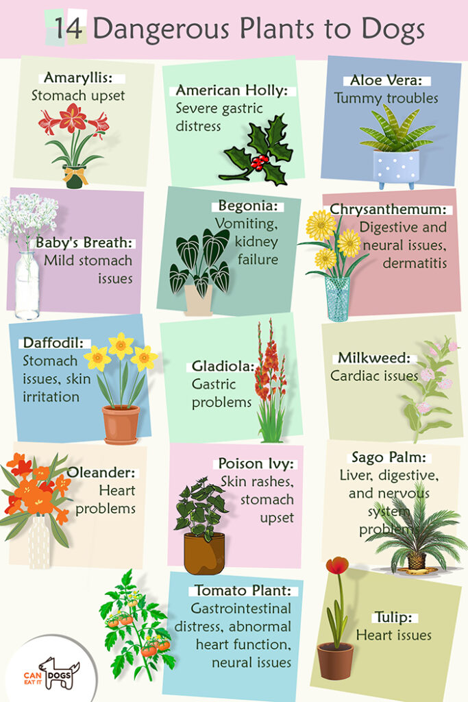 Are Azaleas Poisonous to Dogs? How Lethal Are They?