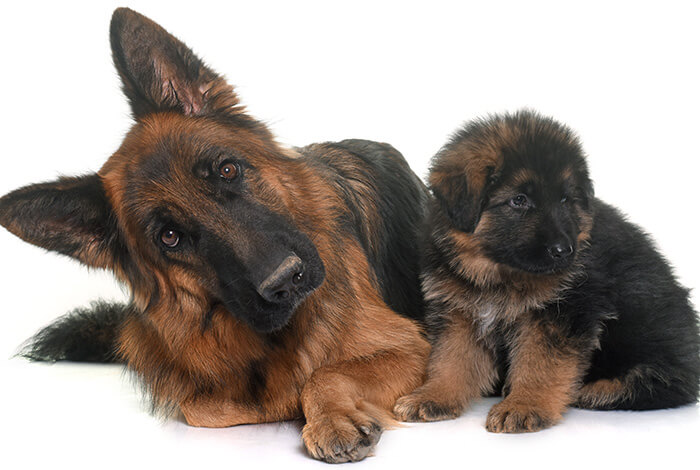 German shepherd mother and her puppy waiting for best dog food for German shepherds