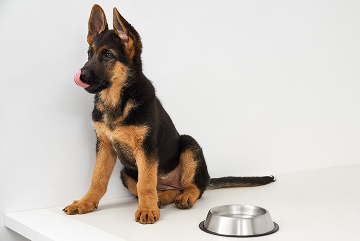 German shepherd dog waiting for the best dog food for German shepherds