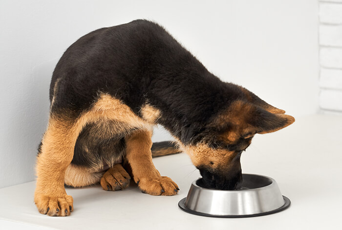 German shepherd eating best dog food for German shepherds