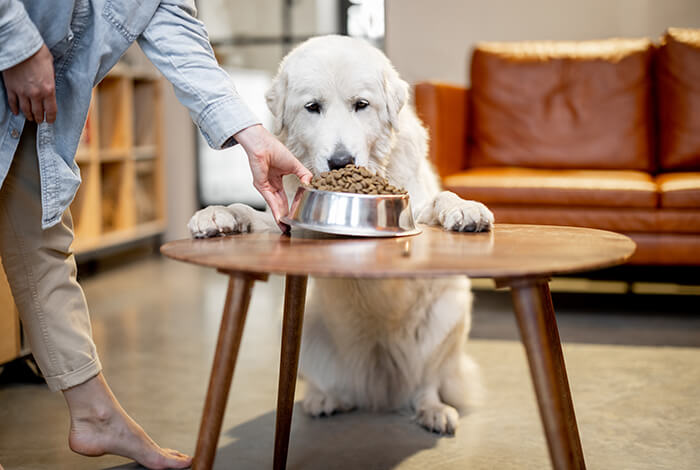 a woman giving a bowl of dog food to her dog sitting upright in a living room 