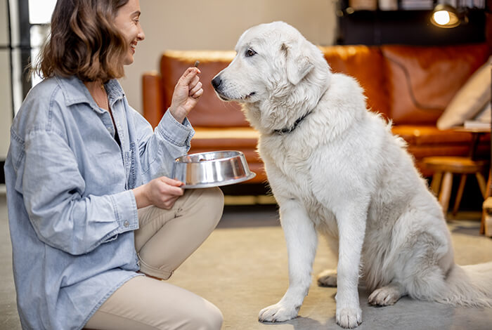 a woman feeding a large white dog sitting upright in a living room