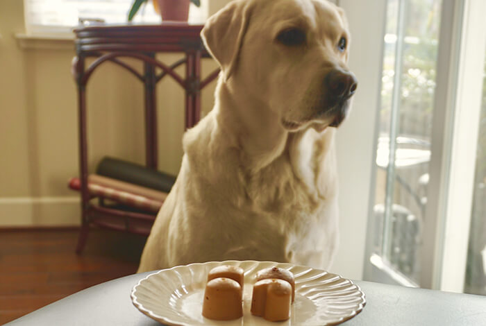 a Labrador dog gazing at a plate with water jello treats on a table