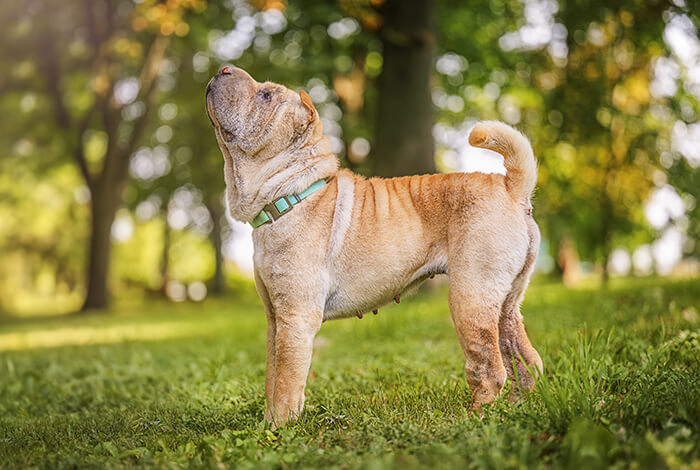 a Shar Pei Dog standing on grass in park