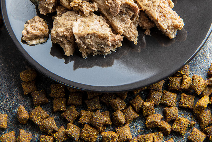 wet dog food in a gray plate surrounded by dry dog food