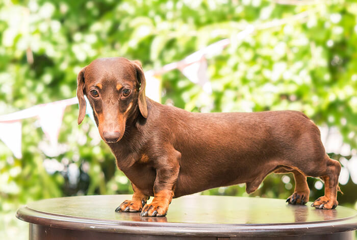 brown dachshund standing on a table, with a leafy green background