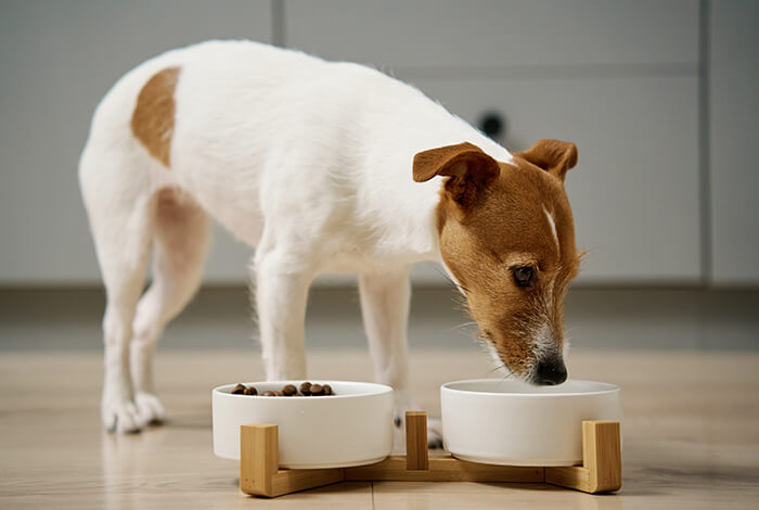 dog eating from a bowl placed on a warm wooden floor