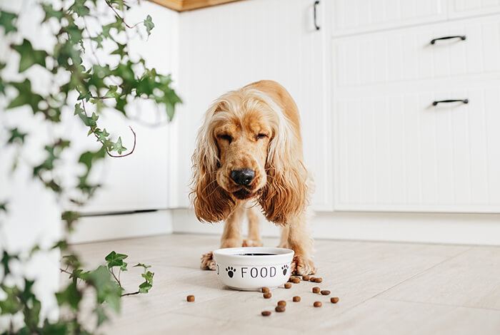 a cocker spaniel dog eating from a food bowl