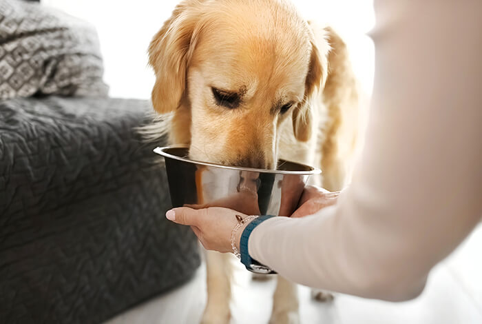 a person feeding a golden retriever from a metal dog bowl