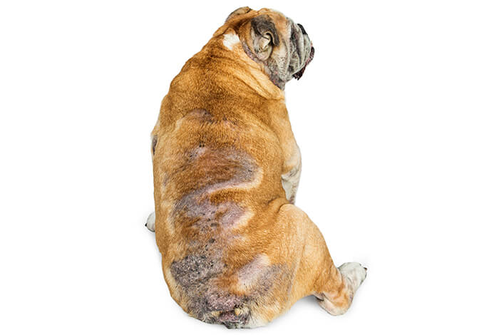 back view of an English bulldog showing visible skin condition and hair loss, indicative of Cushing's disease