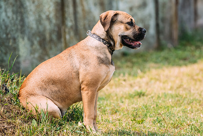 brown dog with Cushing's disease sitting on green grass, wearing a collar