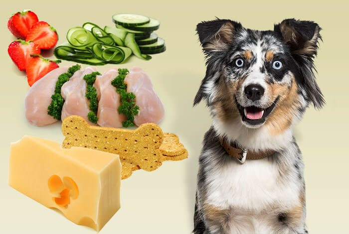 Managing Canine Obesity: 3 Low-Carb Recipes for Healthy Dog Snacks
