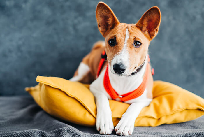 a Basenji relaxing on a yellow throw pillow 